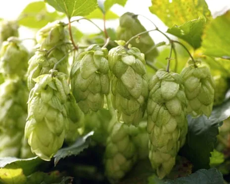Craft A Custom Brewing Corner: Nurturing Hops Proves to Be Simple and Rewarding